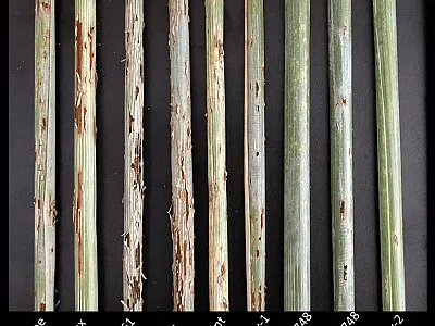 Comparison of stem rust (Puccinia graminis f. sp. tritici) disease across barley genotypes, including the “Woodies” created in this study. Image by Matthew Brooke, Washington State University.