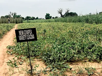 Newly released cowpea variety Leona growing in Bambey, Senegal. Photo by Augustine Obour.