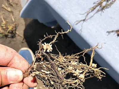 A pea root system nodulated by rhizobia, nitrogen-fixing bacteria, at  an experimental site in Rosthern, SK, Canada. The pink nodules in- dicate active biological nitrogen fixation. Photo by Loveleen Dhillon.
