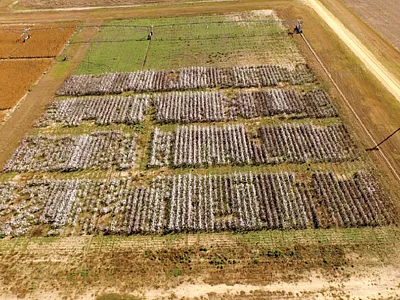 An aerial view of the study’s test plots in Blackville, SC in 2022. Photo by Ben Fogle, Edisto Research and Education Center.