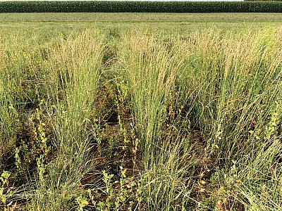 Intercropping has been shown to improve soil bulk density, soil aeration, nutrient mobilization, soil aggregation, microbial activity,  and overall soil health. This photo shows a Kernza–legume inter- crop and is courtesy of V. Picasso (originally published in CSA News  here: https://bit.ly/45az2vE).