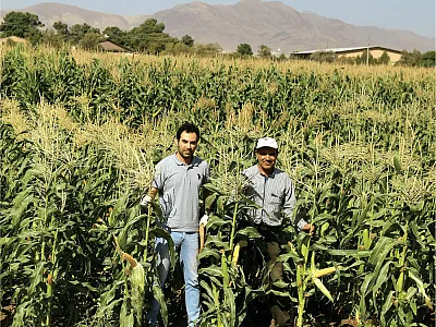 Researchers Mohsen Shahrokhi (left) and Saeed Khavari Khorasani (right) compare different promising sweet corn hybrids near harvest at Khorasan Razavi Agricultural and Natural Resources Research and Education Center in Mashhad, Iran. Photo by Hadi Hasanzade Moghadam.
