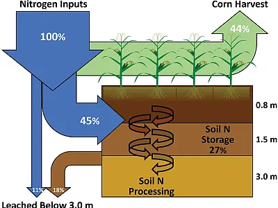 Fate of nitrogen (N) inputs at the Oregon State University field site across the three studied depths—0.8, 1.5, and 3.0 m. Illustration by Weitzman et al. (2024).
