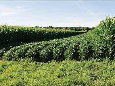 Strips of soybeans alternate with strips of corn on a farm in Wisconsin. Photo courtesy of Julia Gerlach/No-Till Farmer.