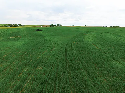 Cereal rye cover crops on a farm near Wellman, IA. Photo courtesy of the Arkansas Agricultural Experiment Station (https://bit.ly/3VCJfg6) and reprinted here under this license: https://creativecommons.org/ licenses/by/2.0/.