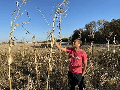 Hongyu Jin, a Ph.D. student at the University of Nebraska, visually examines a tropical corn variety and concludes it is poorly adapted to grow in Nebraska. Photo by James Schnable.