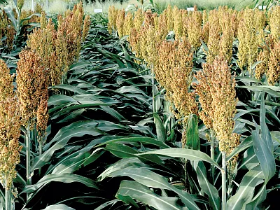 Sorghum, shown growing here, is an important crop in Kansas. Photo courtesy of K-State Research and Extension and reprinted here under this license: https://creativecommons.org/licenses/by/2.0/.