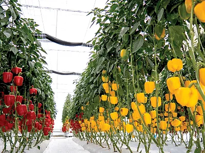 Photo courtesy of Adobe Stock juanjomenta.