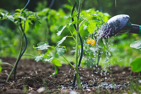 close up of water of plant at root