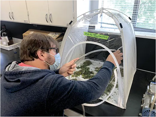 Sorting fieldâcollected Lygus bugs into plastic vials in cohorts of 10.