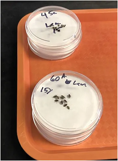 Lygus bugs in a Petri dish bioassay arena just prior to treatment in the Potter precision spray tower.