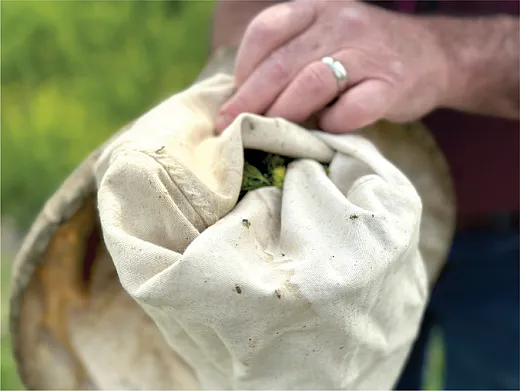 Lygus bugs caught in a sweep net.