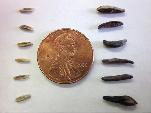 Figure 2. Sclerotia of Claviceps purpurea (right) collected from perennial ryegrass. Seed from perennial ryegrass are shown on the left for comparison.