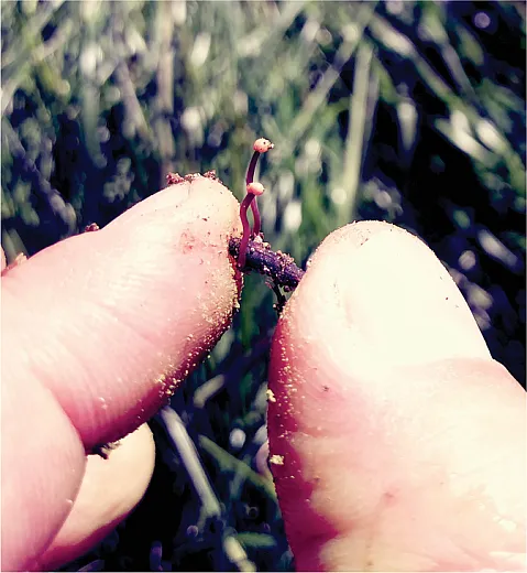 Figure 3. A sclerotium of Claviceps purpurea exhibiting two germinated capitula.