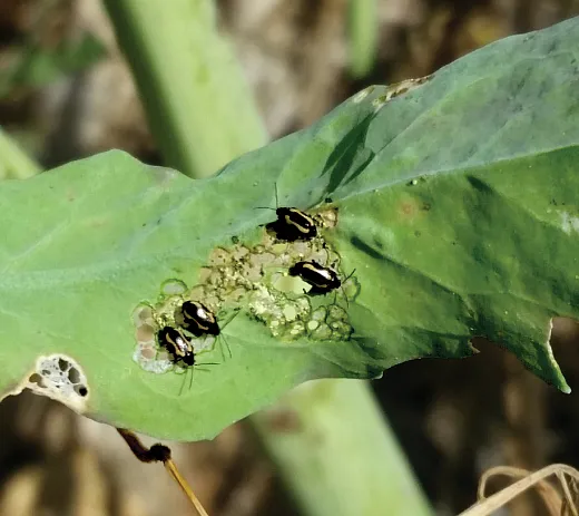 Adult striped flea beetles (shown here) emerge from overwintering one to four weeks earlier than crucifer flea beetles emerge and exhibit a slight natural tolerance to the most common neonicotinoid seed treatments. Photo by Tyler Wist, Agriculture and AgriâFood Canada.