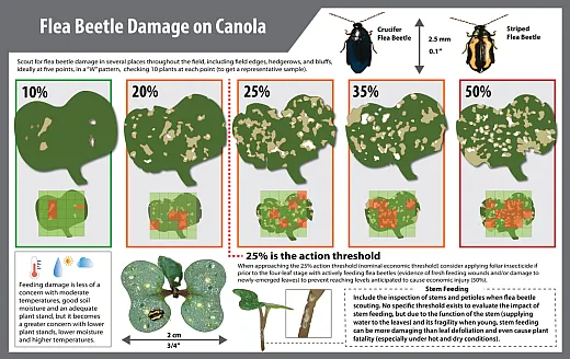 The traditional threshold is 20 to 25% damage for applying foliar insecticides for flea beetle control. Graphic courtesy of the Canola Council of Canada (canolacouncil.org/canolaâwatch/fundamentals/theâfleaâbeetleâsprayâdecisionâ8âsteps).