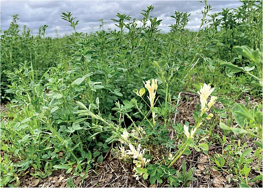âWhite flaggingâ from lack of chlorophyll due to nematode feeding may occur on a small number of leaf and stem parts, but the symptoms could also be due to other causes. Photo by Rachel Long.