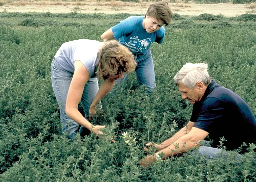 Surveying alfalfa field for stem nematode damage. Photo courtesy of William M. Brown Jr., Bugwood.org.
