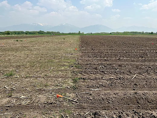 Figure 3. Noâtillage and conventional tillage research plots near Logan, UT. The photo was taken on the day that corn was planted in 2023 after five years of treatment implementation. Photo by Matt Yost.