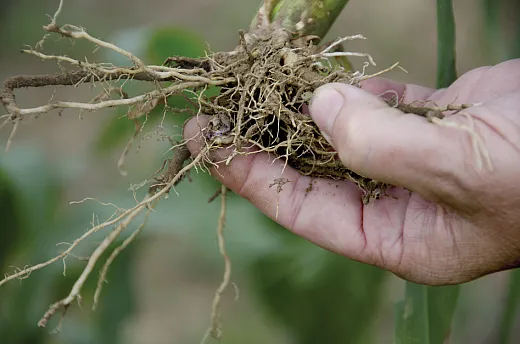 Choosing a biostimulant designed to increase root growth may be beneficial for scavenging nutrients or water or aerating compacted soils. Photo courtesy of USDA.