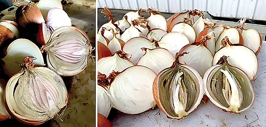 Figure 1. Bacterial rot in âCalibraâ onion bulbs grown in the Columbia Basin of Washington State. Photos by Tessa Belo.