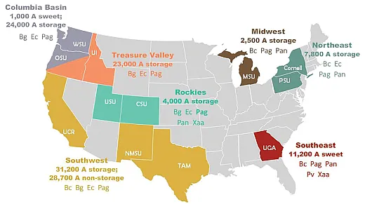 Figure 2. Seven primary regions of onion production in the U.S., including acres (A) of production in 2017 (USDAâNASS; National Onion Association; onion stakeholders), predominant type of onion production, and current knowledge of onion bacterial pathogens that appear to be prevalent in each region (Bc = Burkholderia cepacia, Bg = Burkholderia gladioli pv. alliicola, Ec = Enterobacter cloacae and related species, Pag = Pantoea agglomerans, Pan = Pantoea ananatis, Pv = Pseudomonas viridiflava, Xaa = Xanthomonas axonopodis pv. allii). From du Toit et al (2019).