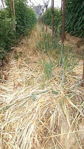 Cover crop that was terminated and is now regrowing. Photo by Ben Faber. 