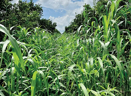 A mixture of annual cover crops in a mature citrus grove in southwestern Florida. The cover crop mixture includes sunnhemp, cowpea, Egyptian wheat, and pearl millet. Photo bySarah Strauss.