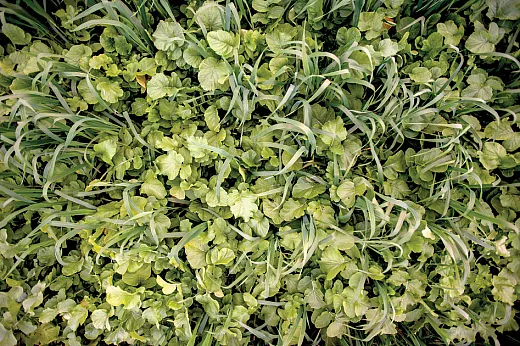 A study in the U.S. Midwest found that a cereal rye and daikon radish cover crop mix can recover approximately 61% of cover crop implementation costs by improving N cycling and reducing soil erosion and N losses. Photo by Edwin Remsberg. 