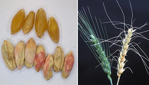 Left: The top row of durum wheat is healthy while the lower row is infected with Fusarium head blight and exhibits shriveled, chalky and pinkish discoloration symptoms. Photo by Andrew Friskop, North Dakota State University. Right: The barley head on the left is healthy while the one on the right is infected with Fusarium head blight. Photo by Keith Weller/USDA-ARS.