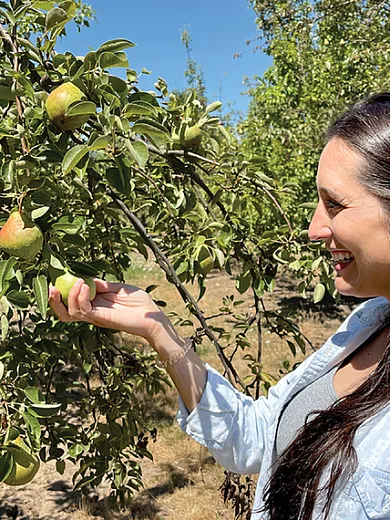 Tree fruit and nut curator Lauri Reinhold observes a pear fruit at the NPGS Corvallis, OR location. Photo by G. Volk. 
