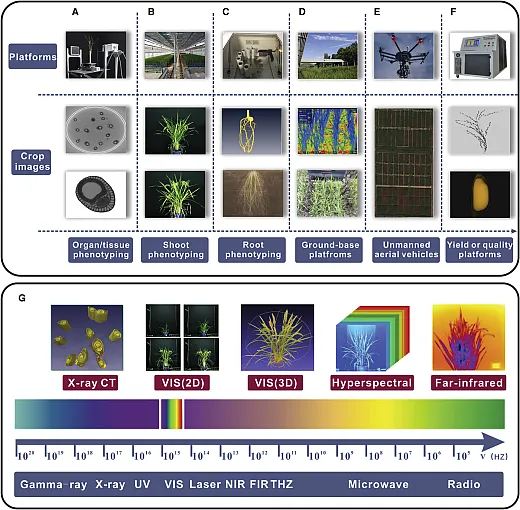 Schematic overview of phenotyping platforms and across different scales. Organ/tissue (A), shoot (B), root (C), ground based (D), UAV (E), yield/quality (F), and phenotyping and exemplification of different spectra used in crop phenotyping (G). Figure reprinted from Yang et al. (2020) under this license: https://creativecommons.org/licenses/byâncând/4.0/.