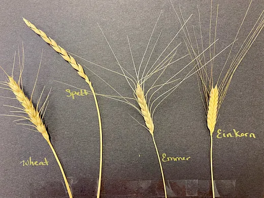 A comparison of the grain heads of modern wheat and three ancient wheats. 