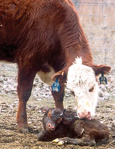 In the United States, beef production starts with cowâcalf operations. Ideally, every year, a mother cow gives birth to a calf weighing somewhere between 60 and 100 lb. Photo by Scott Bauer, USDAâARS.