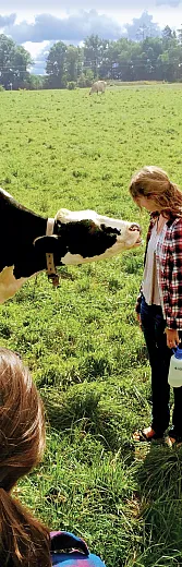 Milk cows grazing and greeting visitors at Onan Farm in central Wisconsin. Photo by Randy Jackson.