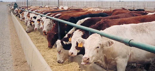 Feedlot cattle are often fed corn and corn byâproducts from distillation or other foodâmanufacturing processes, like distillerâs grain. Without cattle to eat these waste products, distillerâs grain would end up in the landfill. Photo courtesy of Flickr/NDSU Ag Communication and reprinted here under this license: https://creativecommons.org/licenses/byâncâsa/2.0/.