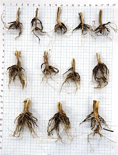 Figure 2. Structural root plate of wheat grown under high (35 plants/ft2), medium (25 plants/ft2), and low (15 plants/ft2) plant densities (top to bottom).