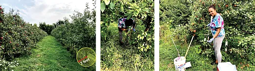 Figure 1. The soil was collected from an apple orchard in Lake Crystal, MN at the 0â to 6âinch depth where there was a 2âft radius from the base of the apple tree trunk.