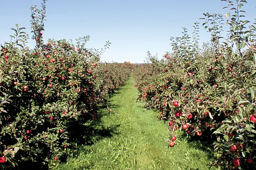 Honeycrisp orchard. Photo courtesy of Flickr/Andrew (reproduced under this Creative Com- mons license: https://creativecommons.org/licenses/by-sa/2.0/).
