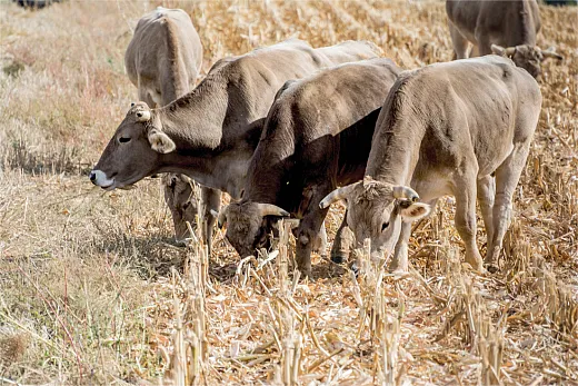 Group of cattle grazing in a field of harvested corn. Photo courtesy of Adobe Stock/Enrique del Barrio. 