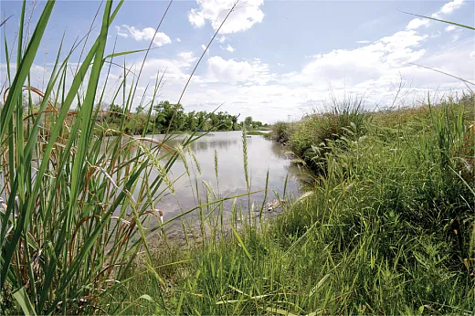 Streambank buffers, also known as riparian buffers, filter out pollutants that could make it into the water flow. Photo courtesy of USDAâNRCS Texas.