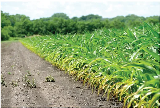 Potassium deficiency. Photo by Daniel Kaiser.