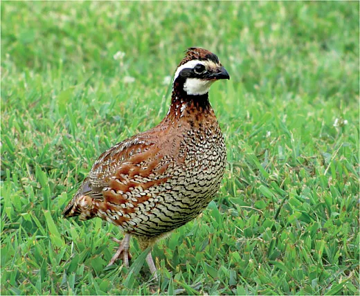 Many producers in the southeastern U.S. remember bobwhite quail being abundant years ago. The absence of quail is reflected in the silent fields where their song was once part of everyday life. Photo courtesy of Wikimedia Commons/Brian Stansberry and printed under this license: https://creativecommons.org/licenses/by/3.0/deed.en.