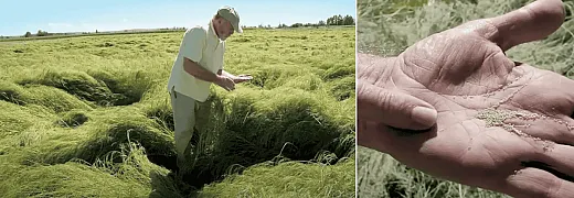 Left: Teff grown by the Teff Company, Idaho. Right: minuteâsized teff grain. 