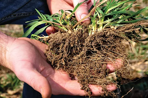 Ryeâs extensive root system captures and holds onto nutrients, and the extensive biomass suppresses weeds and protects the soil from erosion. NRCS/SWCS photo by Lynn Betts.