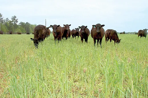 Today, half of the rye grain harvest in the United States is used as pasture, hay, or as a cover crop. Photo originally submitted by Schomberg et al.: https://doi.org/10.2134/csa2014â59â6â2.