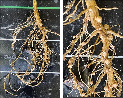 Figure 2. Soybean root with Bradyrhizobium nodules. Left, whole root at V6 growth stage; right, closer view of nodules.