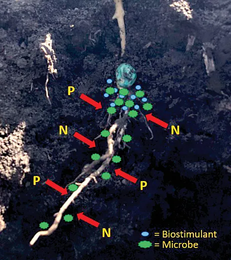 Concept of the application of biologicals inâfurrow to help stimulate the cycling of nitrogen (N) and phosphorus (P) from soils to improve availability for crop uptake. Depicted here is a developing corn seedling, where the biological applied near the seed stimulates the soil microbiome around the emerging root. Photo by Derek Lenzen. 