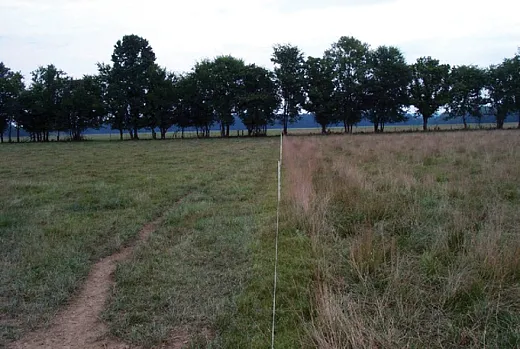 Figure 5. Grazing pressure on tall fescue with a novel endophyte, variety Jesup infected with the MaxQ endophyte (left), compared with tall fescue infected with a toxic endophyte (right). Photo by John Andrae.