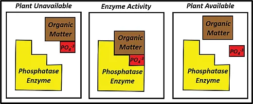 Figure 2. General model of enzymatic release of nutrients from organic matter. Plants and microbes secrete enzymes into the soil to enhance mineralization. New biostimulant products contain these enzymes as the active ingredient, acting to catalyze organic nutrient release.